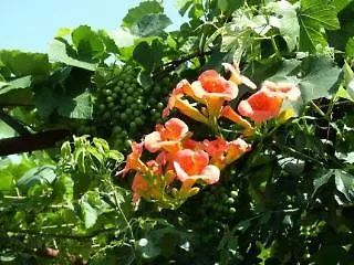 Corfu Sun Sea Side Mpenitses