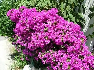 Corfu Sun Sea Side ベニテス